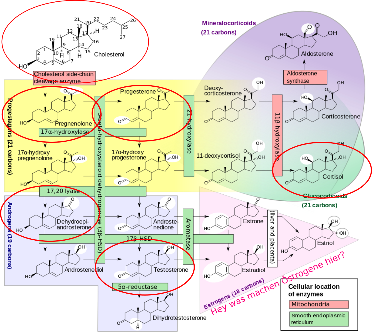 Cholesterin und Testosteron