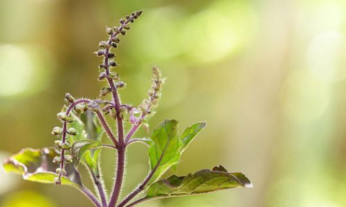 Wirkstoff Serie: Mutter Natur ist abgefahren. Episode I: Adaptogene – Pflanzliche Heilmittel