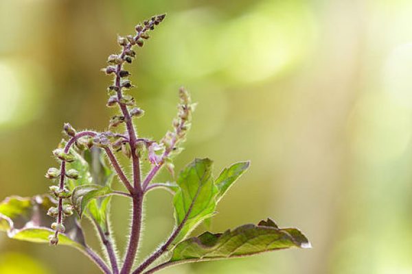 Wirkstoff Serie: Mutter Natur ist abgefahren. Episode I: Adaptogene – Pflanzliche Heilmittel