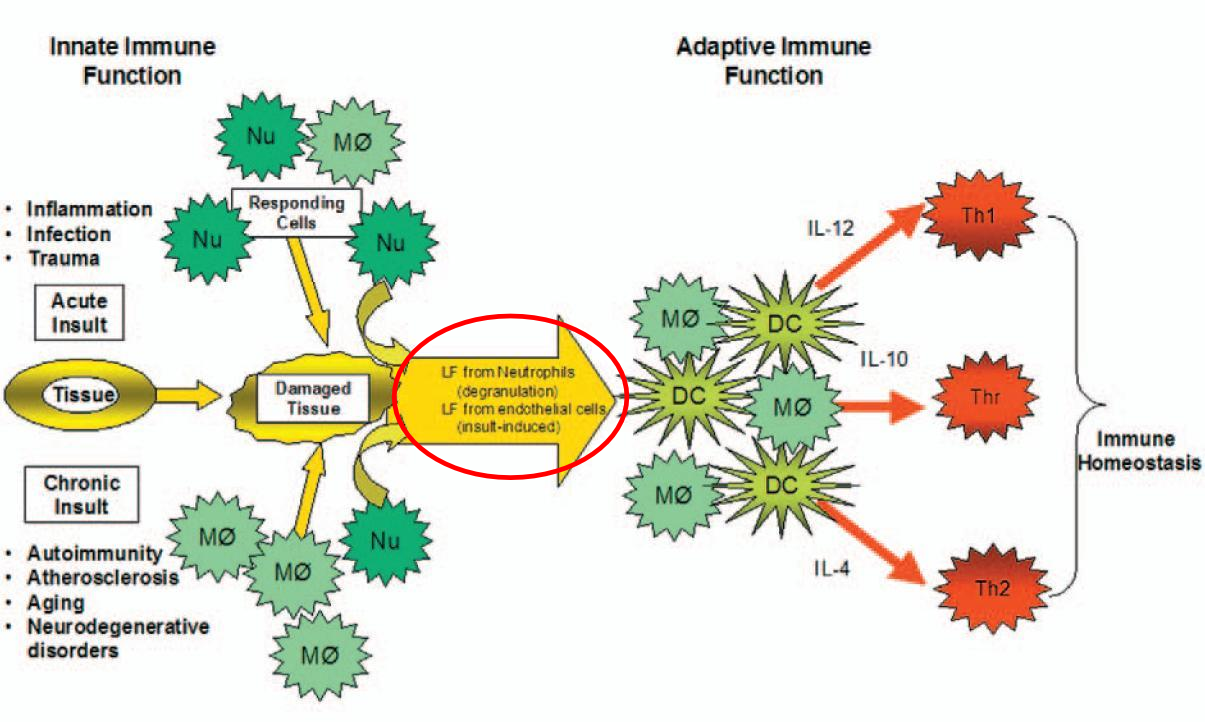 Lactoferrin und das Immunsystem